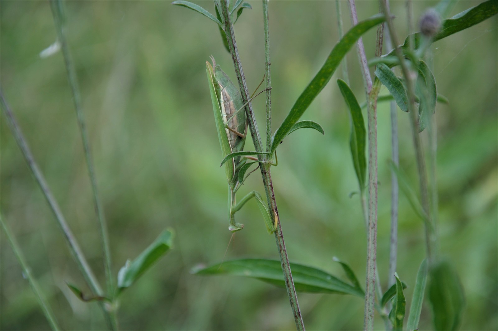 I found such a handsome man yesterday at a construction site - My, Insects, Mantis, The photo, Uninvited guests