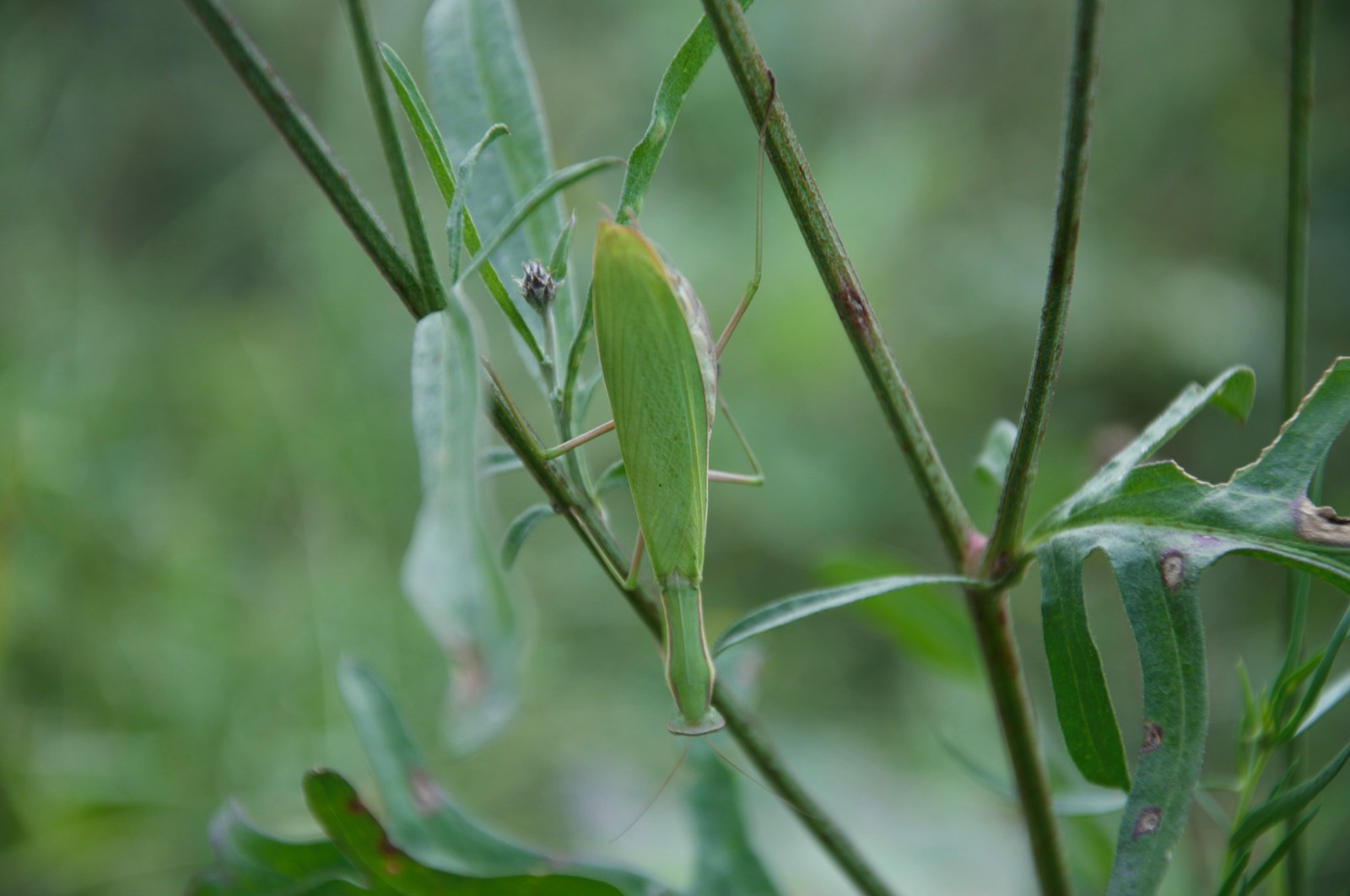 I found such a handsome man yesterday at a construction site - My, Insects, Mantis, The photo, Uninvited guests