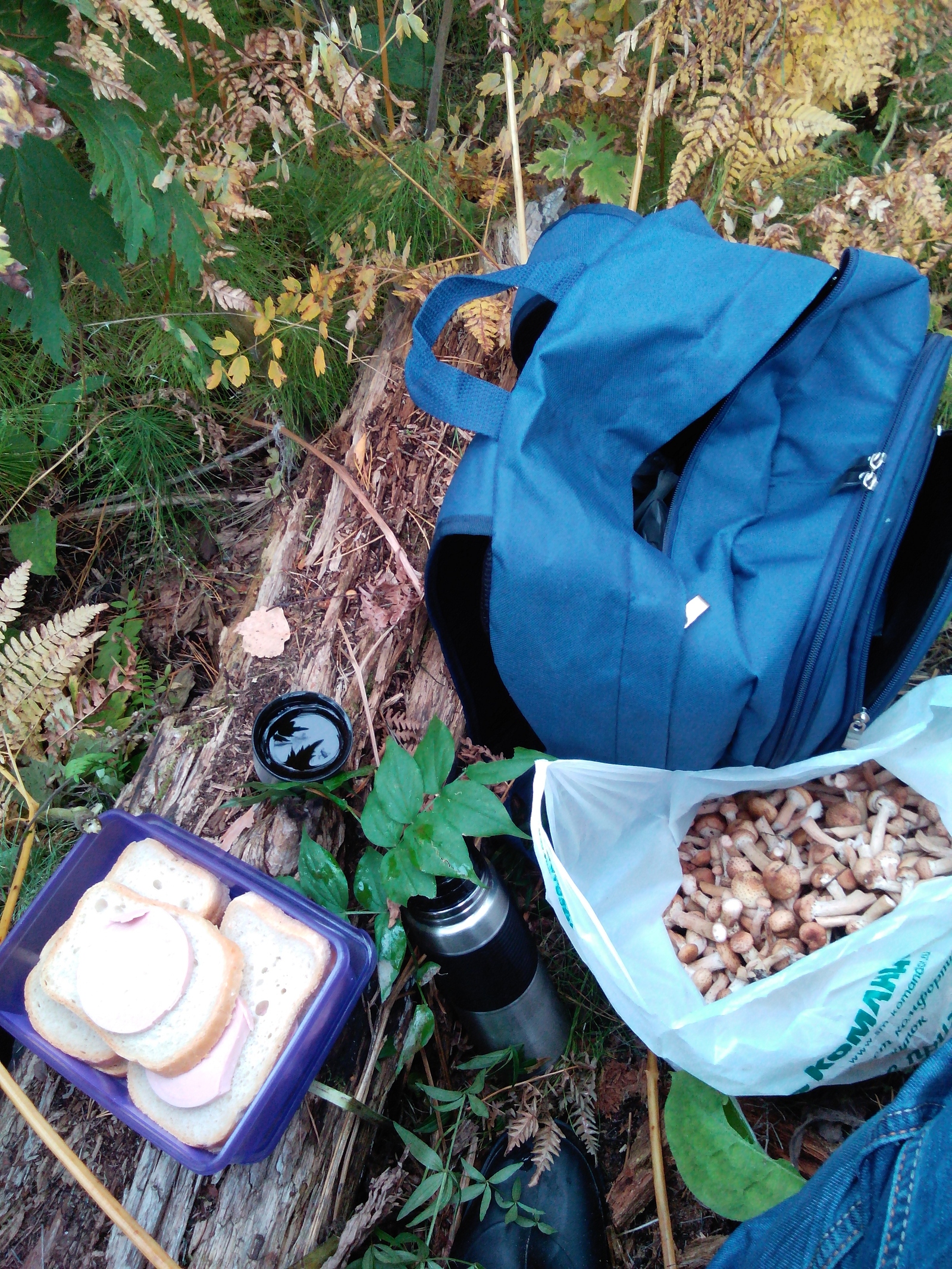 Mushroom Rhapsody! - Mushrooms, Honey mushrooms, , Longpost