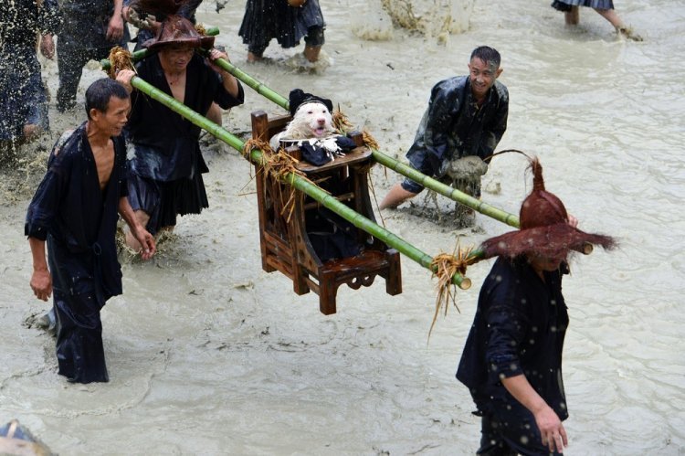 When you are a good boy - Dog, The festival, , Longpost