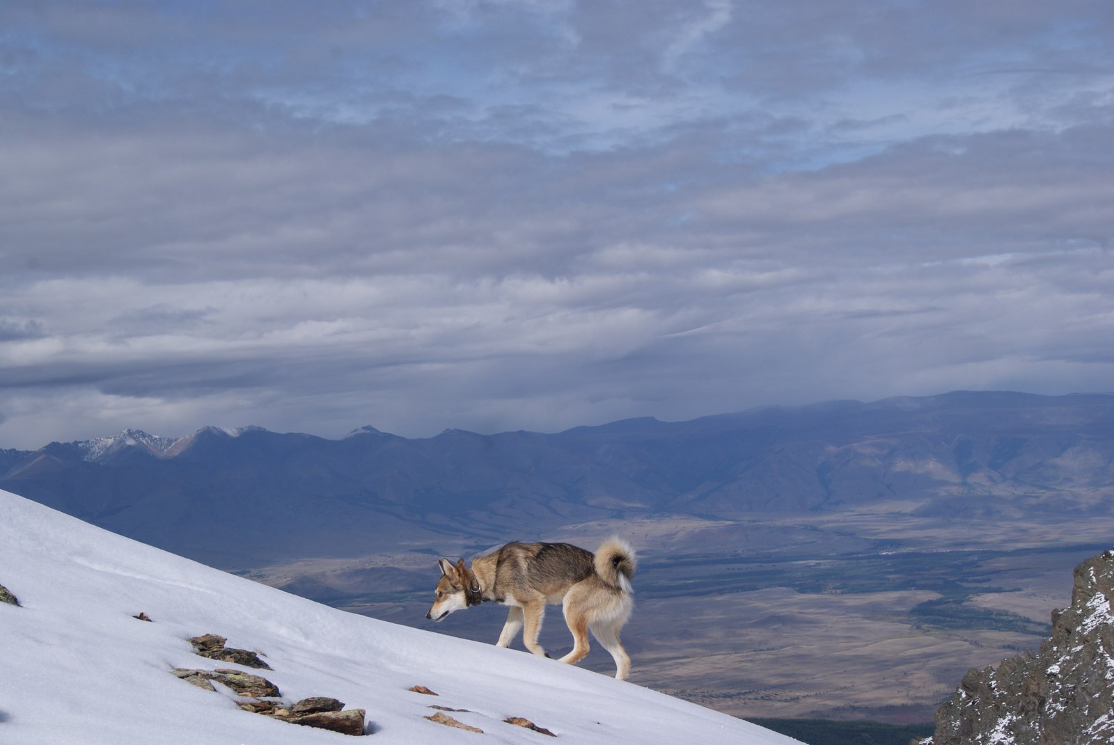 Gorny Altai/Kosh-Agachsky district/Severo-Chuysky - Mountain Altai, , Severo-Chui Range, Dog, Laika, The mountains, Longpost, Altai Republic