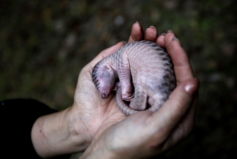 Pangolins. - Pangolin, The photo, Milota, Endangered species, Longpost