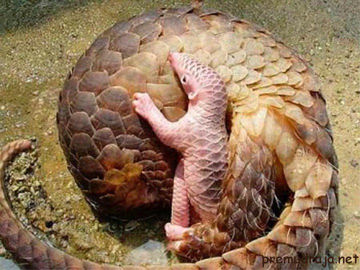 Pangolins. - Pangolin, The photo, Milota, Endangered species, Longpost