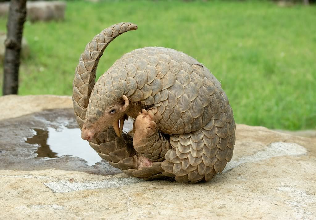 Pangolins. - Pangolin, The photo, Milota, Endangered species, Longpost