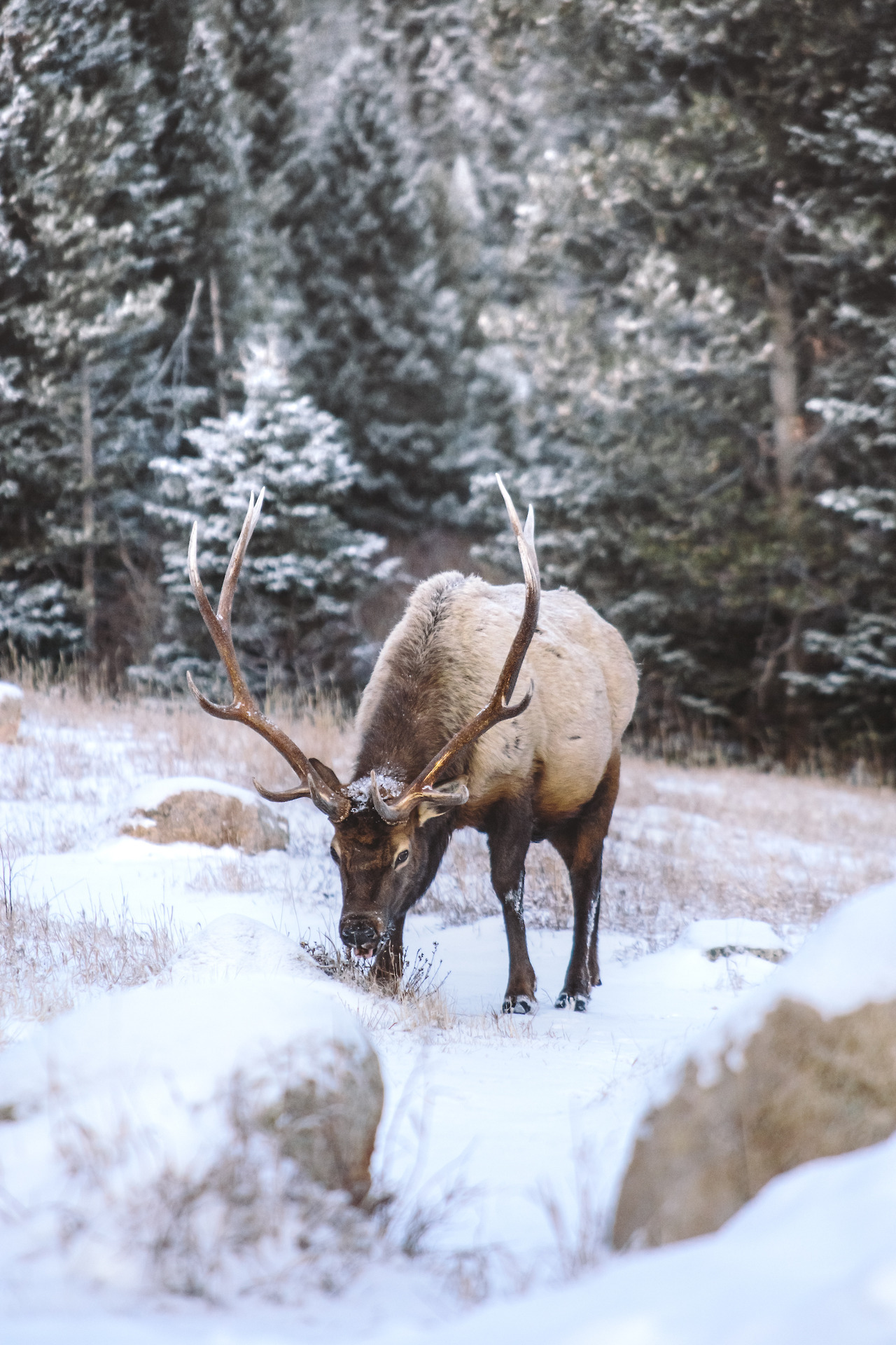 Deer post. - The photo, Deer, Nature, Artiodactyls, Animals, Longpost, Deer