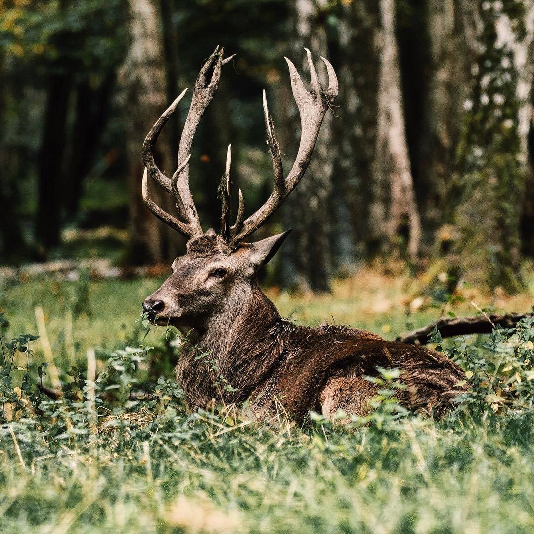 Deer post. - The photo, Deer, Nature, Artiodactyls, Animals, Longpost, Deer