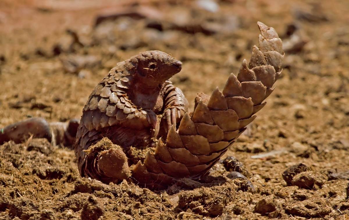 Pangolins. - Pangolin, The photo, Milota, Endangered species, Longpost