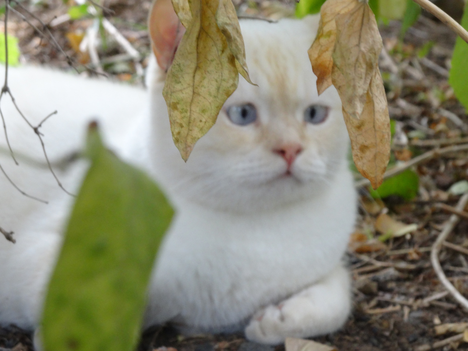 Autumn colors - My, cat, Funtik, Autumn, Longpost