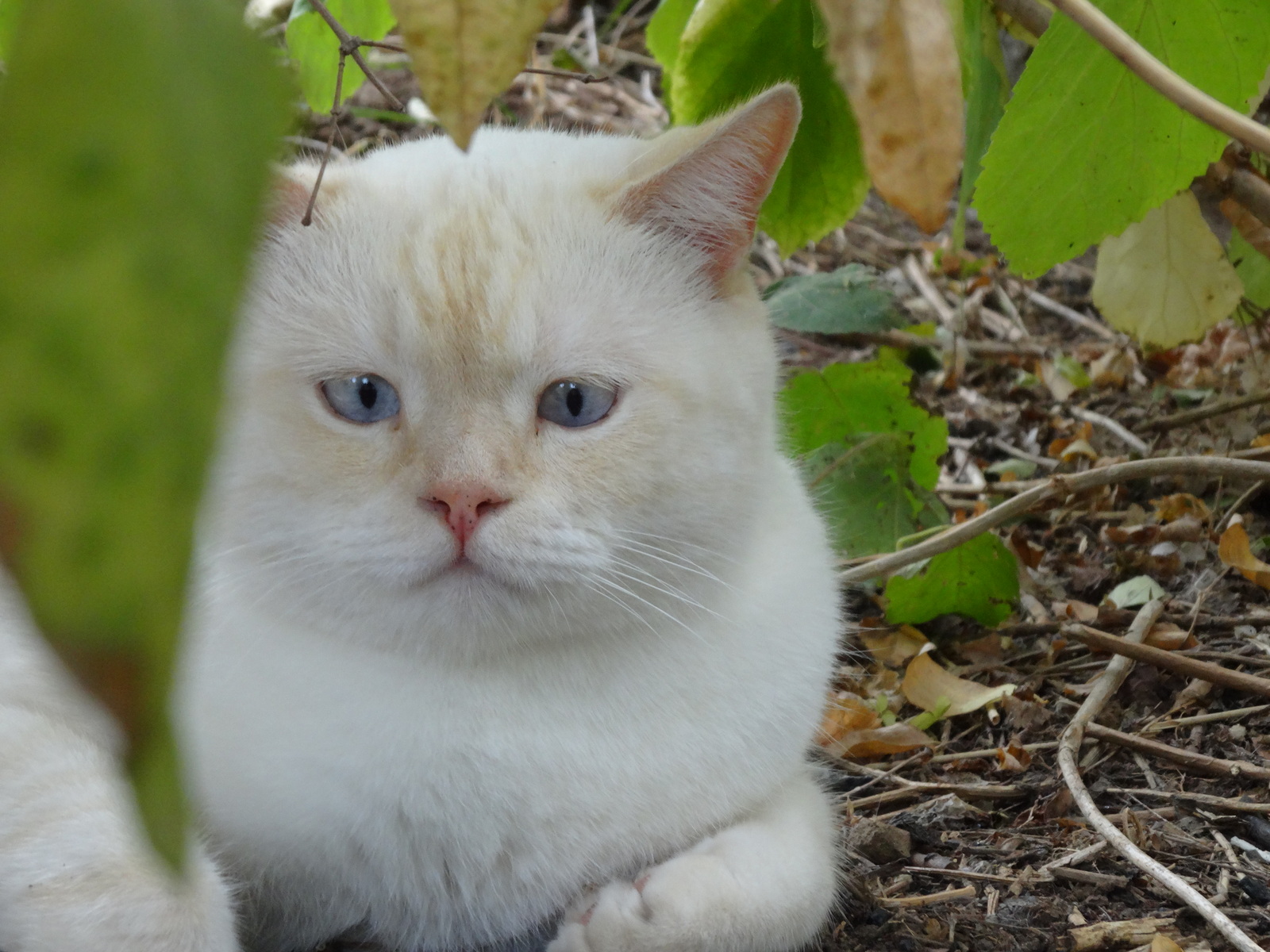 Autumn colors - My, cat, Funtik, Autumn, Longpost