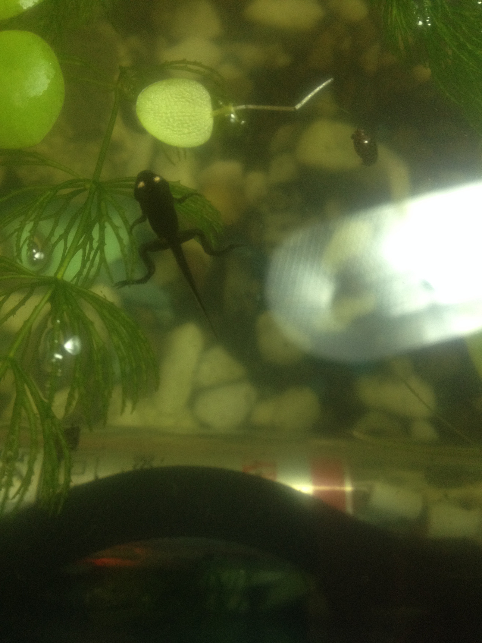 Still not frogs but not tadpoles either - My, Frogs, Tadpoles, Aquarium, Animals, Longpost