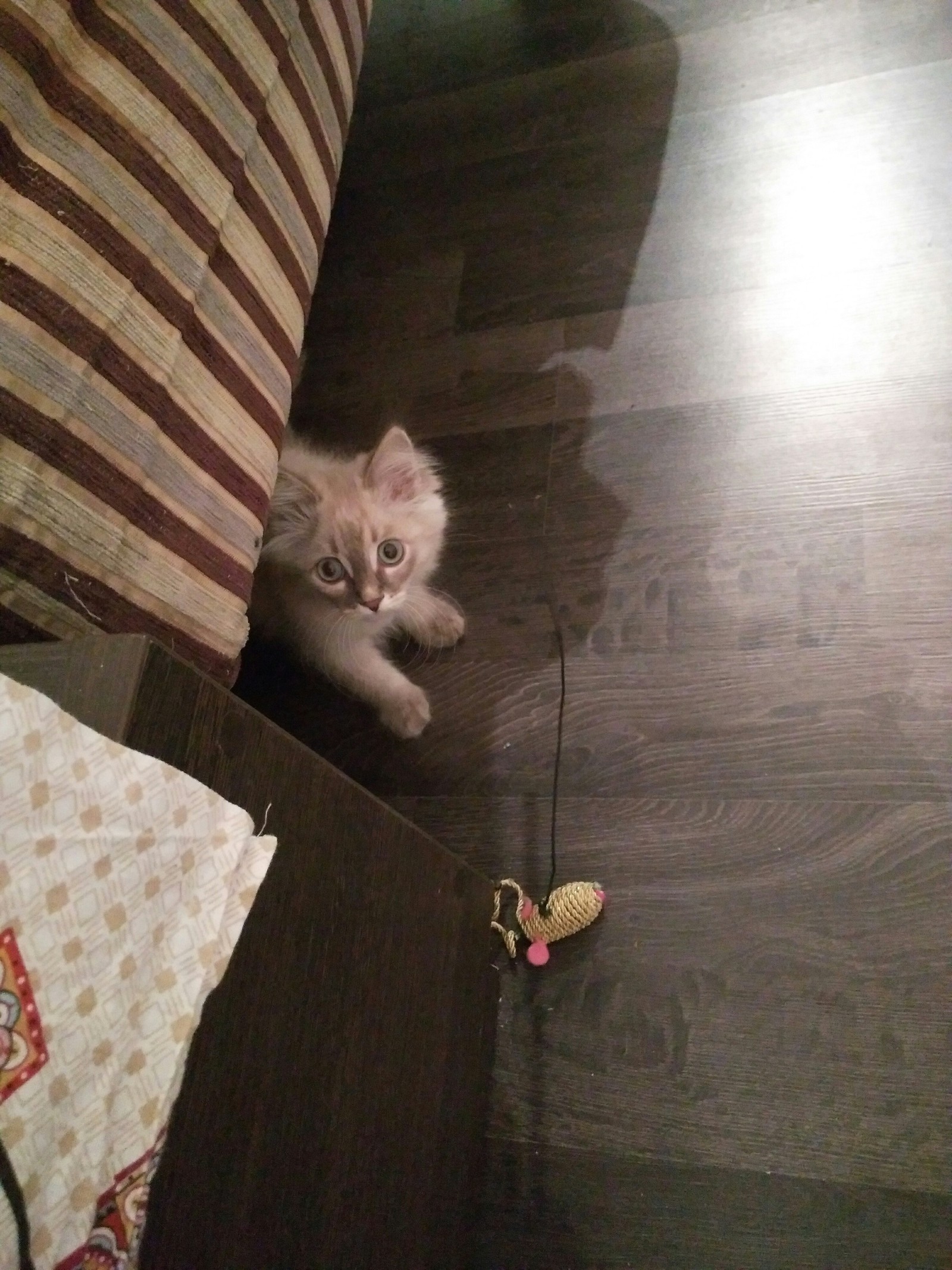 I'm giving away a 3 month old kitten. Chelyabinsk. [GIVED] - My, In good hands, Pets, Chelyabinsk, cat, Longpost