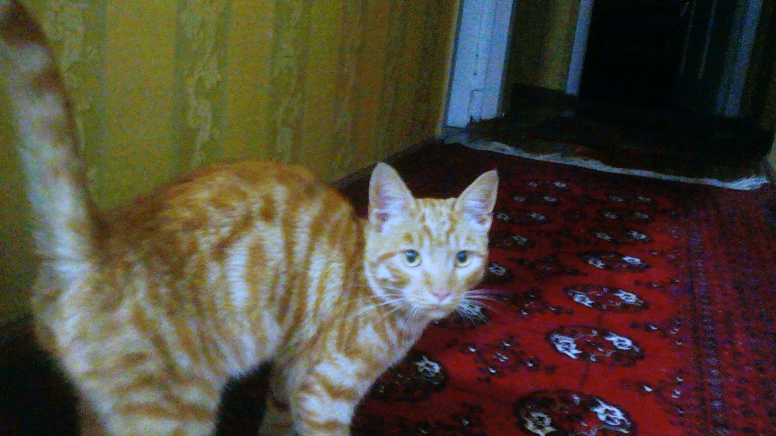 Elektrostal, help to attach a cat - My, cat, Catomafia, , Longpost