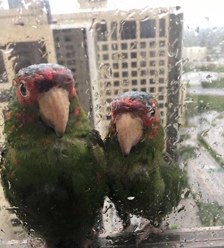 Today in Miami - Hurricane, Miami, A parrot, Rain, Help