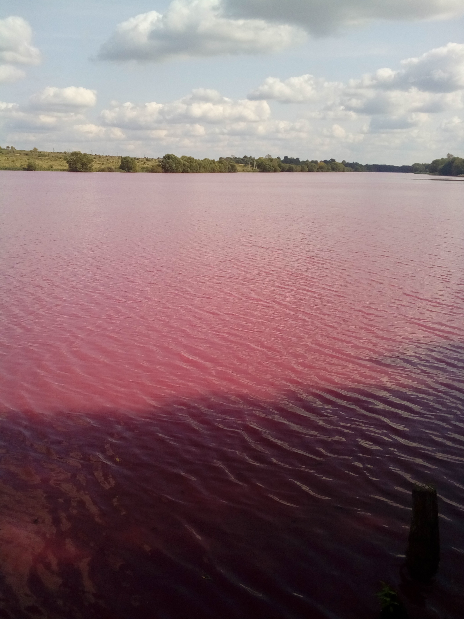 Вода стала розовой. Красные озера Тульская область Узловский район. Кондуки красное озеро красное. Товарковское водохранилище Тульская область. Красные озера Киреевский район.