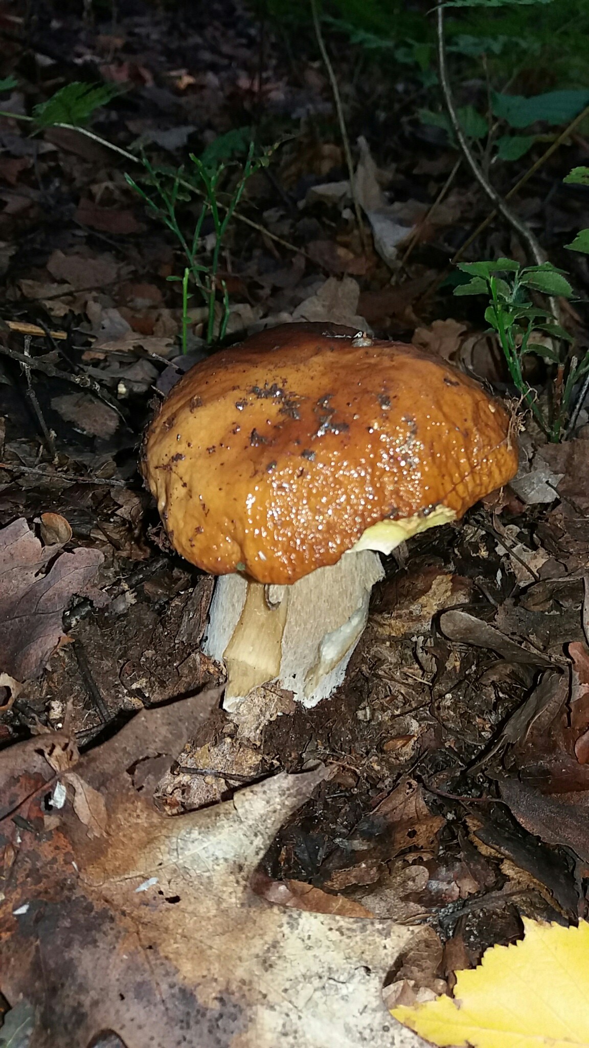 white mushrooms) - My, Porcini, Forest, Longpost