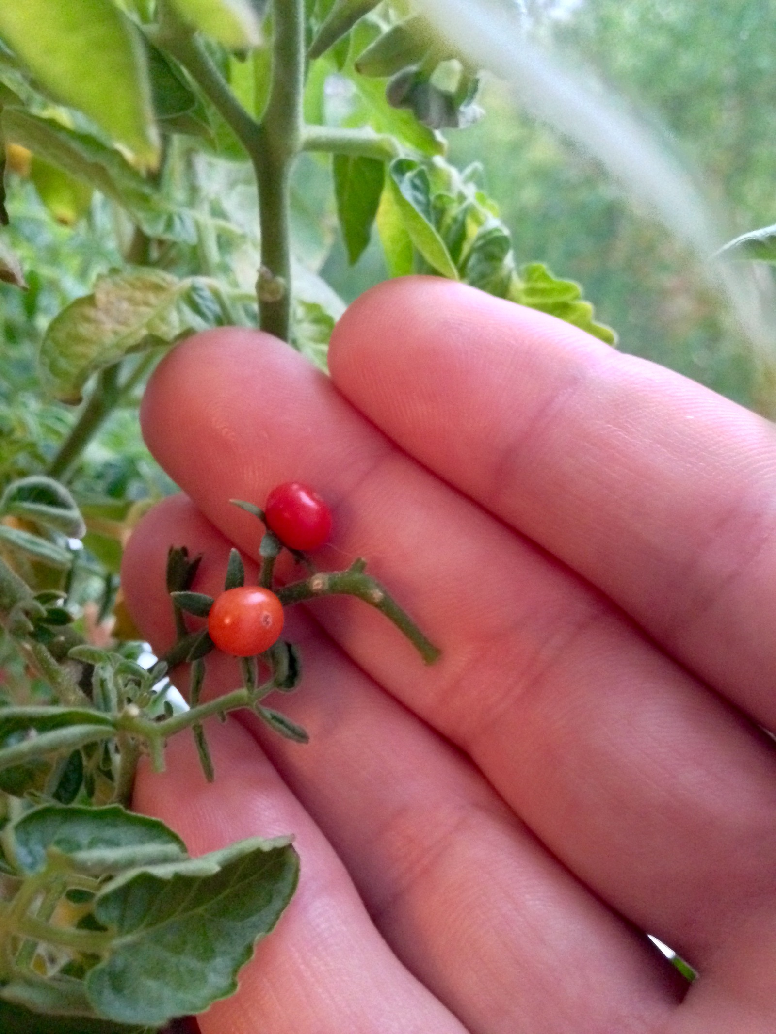 Harvest - My, Harvest, Tomatoes