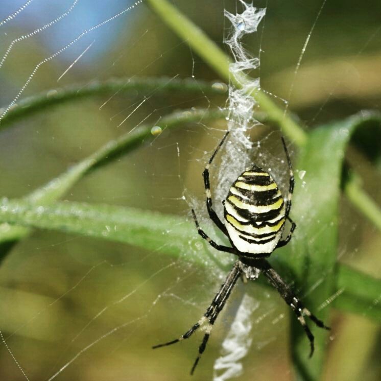 Argiope Brunnich. - My, Spider, Web