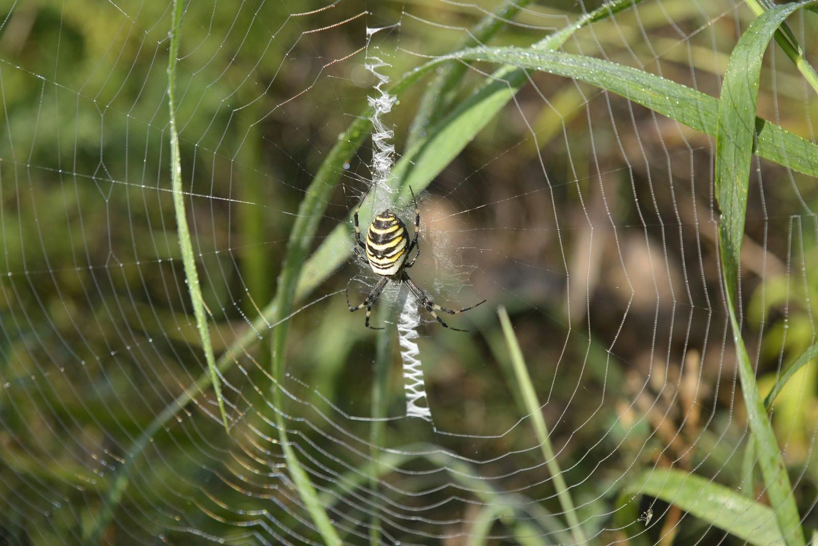 Argiope Brunnich. - My, Spider, Web