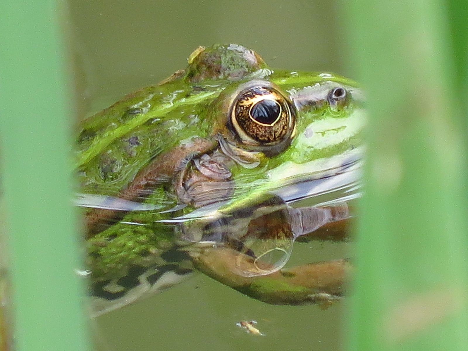 I try in macro - My, Canon, Photographer, My, Insects, Longpost