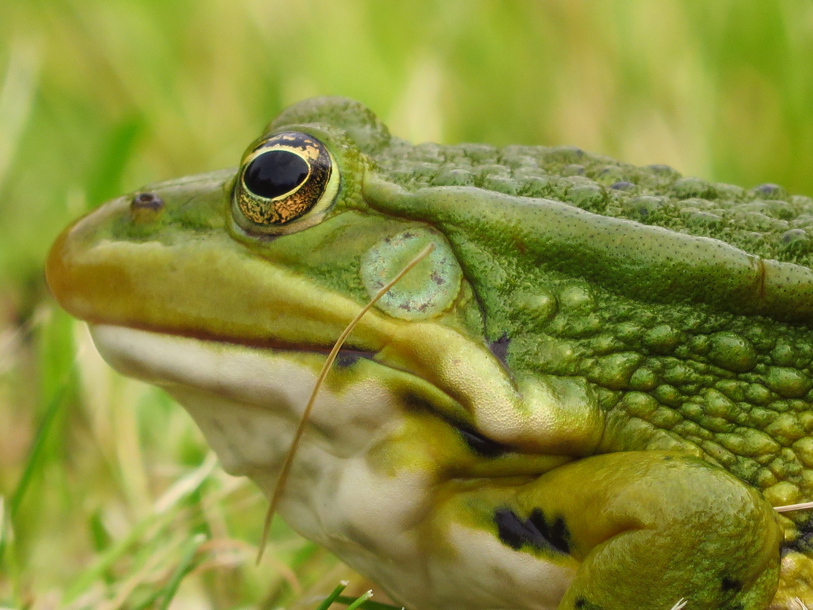 I try in macro - My, Canon, Photographer, My, Insects, Longpost