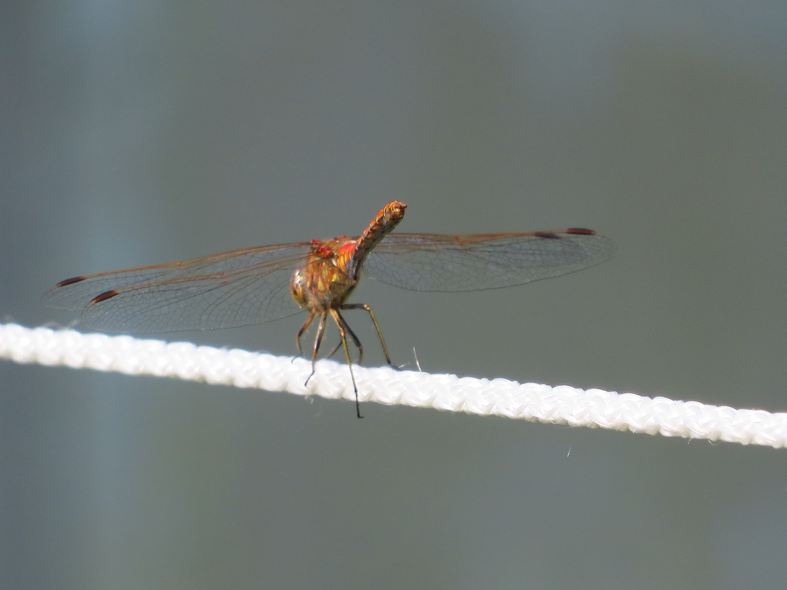 I try in macro - My, Canon, Photographer, My, Insects, Longpost