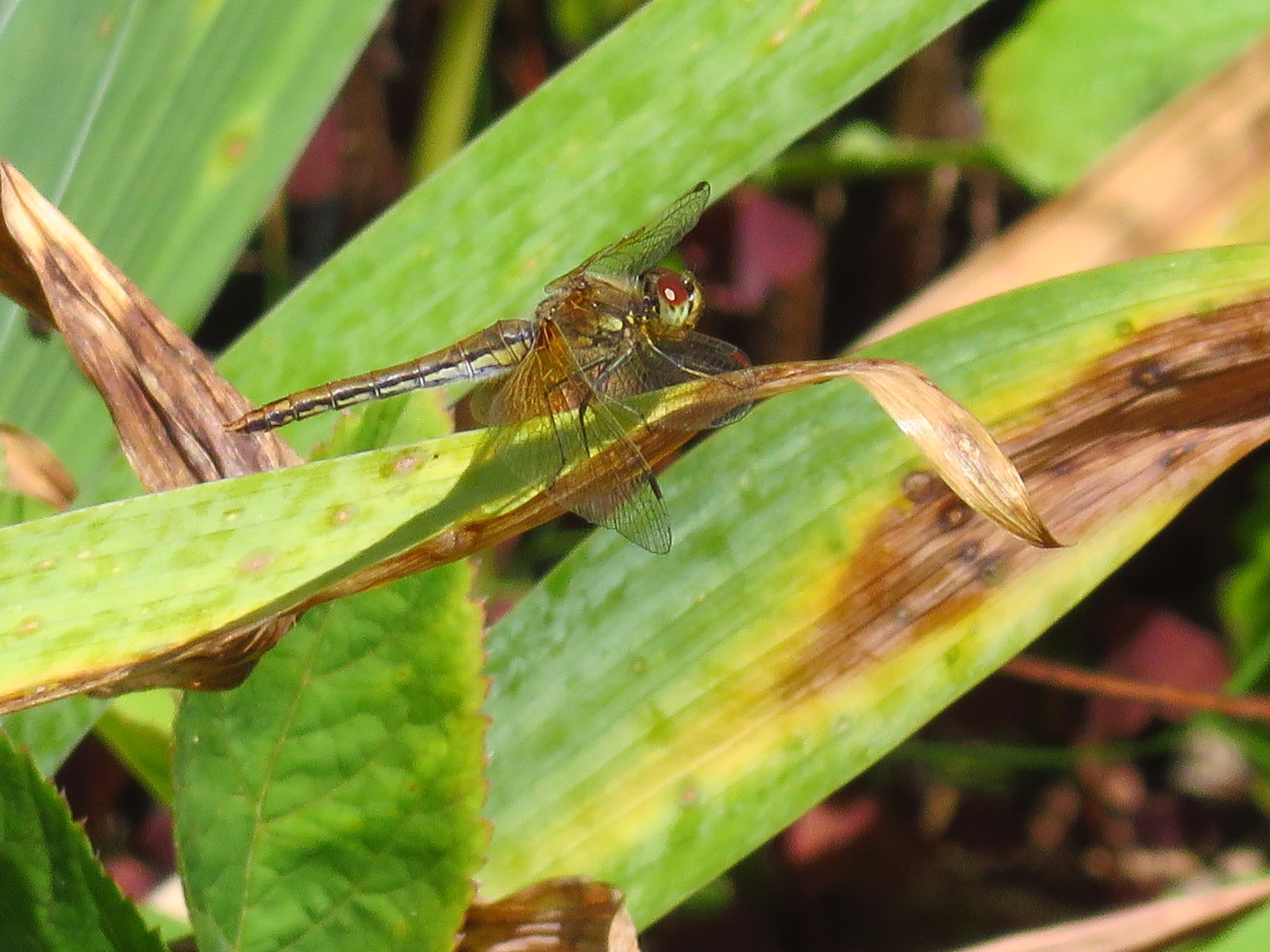 I try in macro - My, Canon, Photographer, My, Insects, Longpost