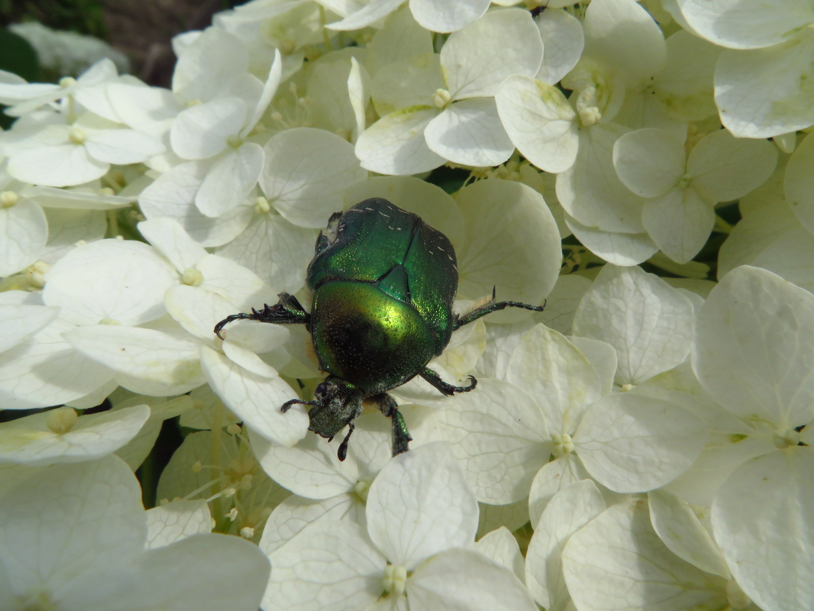 I try in macro - My, Canon, Photographer, My, Insects, Longpost