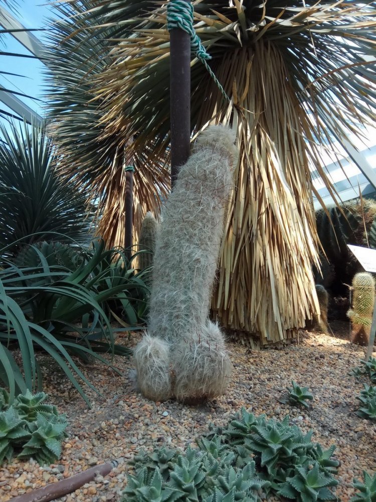 Espostoa - fluffy cactus - Cactus, , Fluffy, Longpost