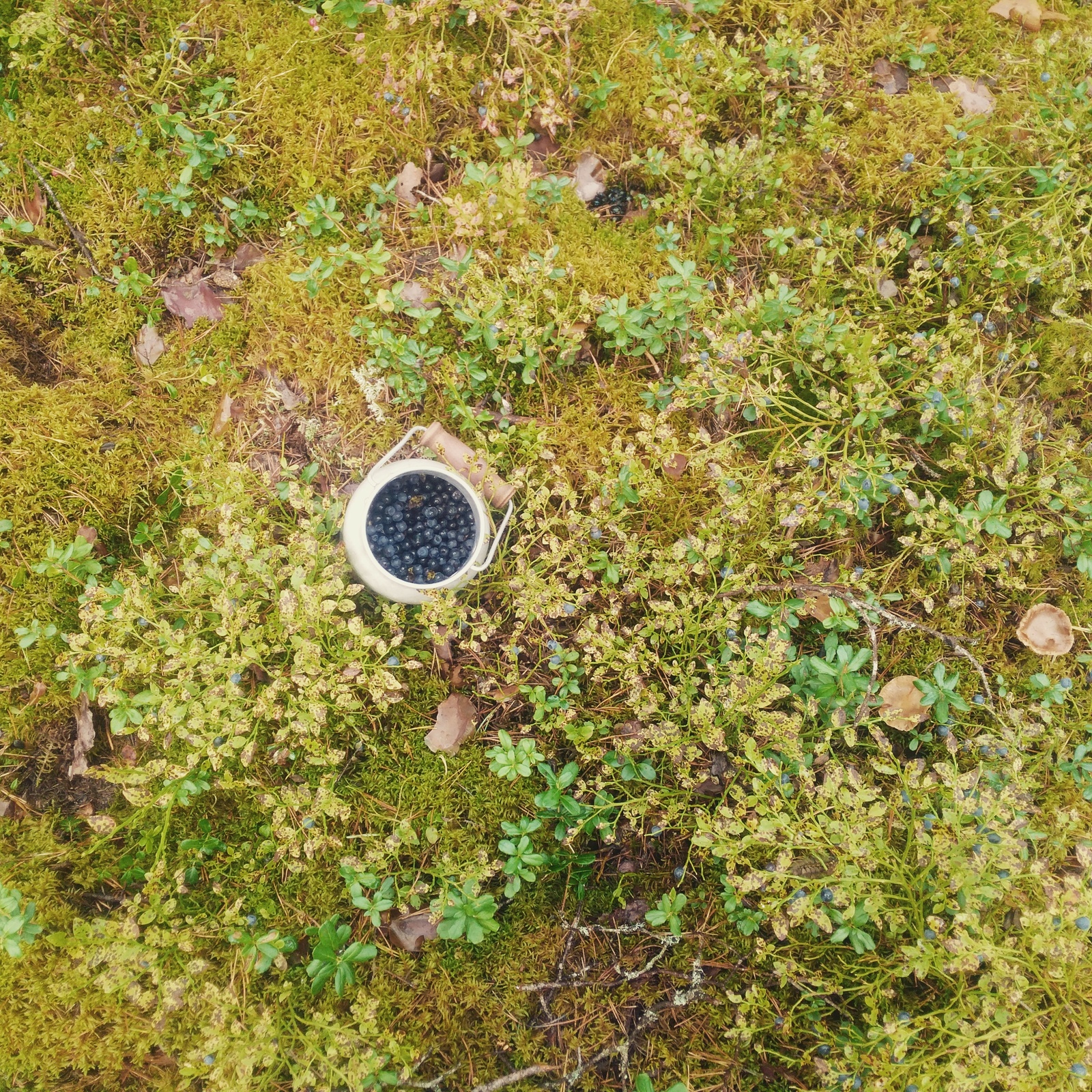 Hunting for mushrooms. - My, Forest, Berries, Mushrooms, Blueberry, Cowberry, Relaxation, Longpost