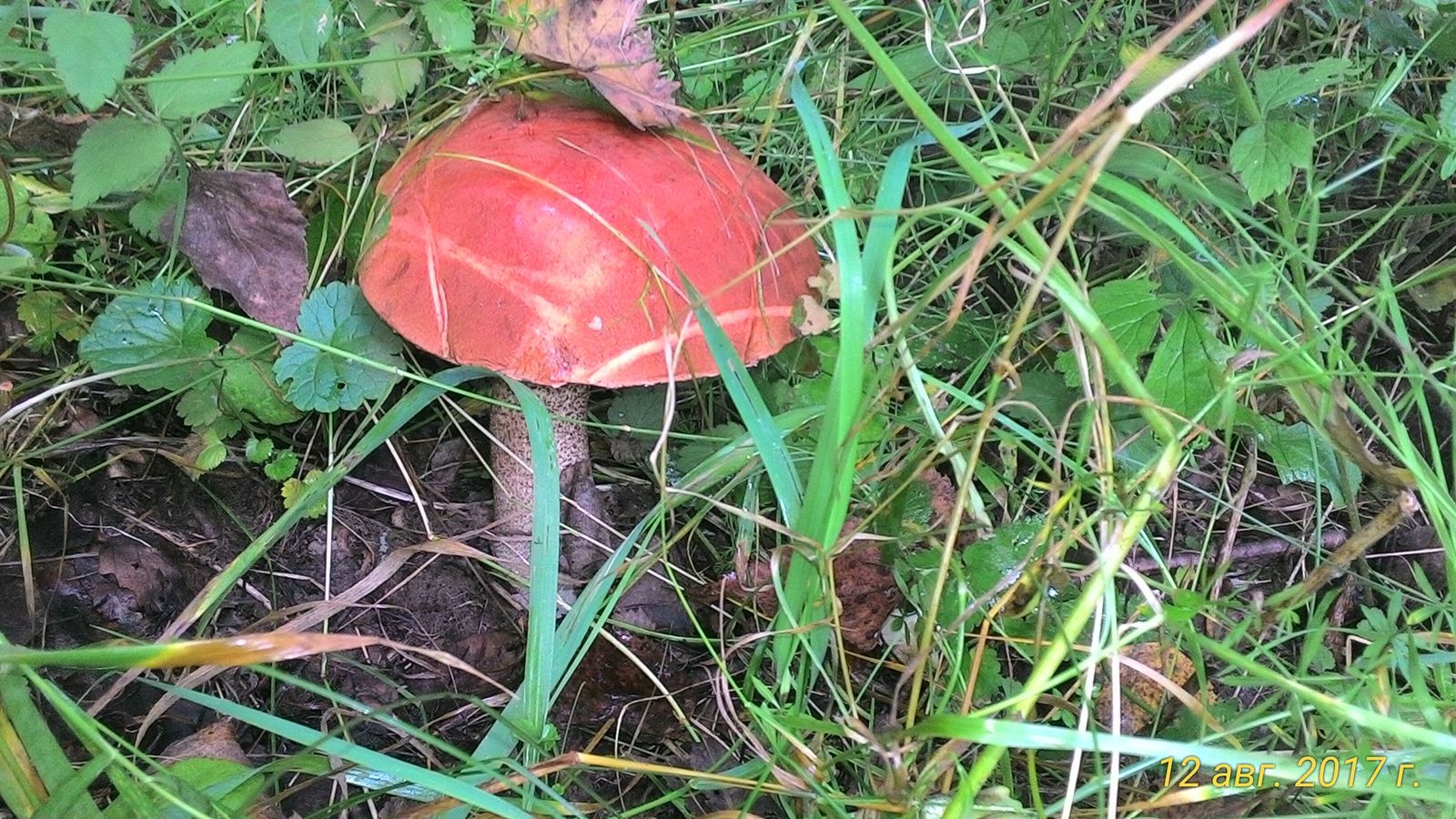 Mushrooms this fall. - My, 2017, Mushrooms, Silent hunt, Longpost