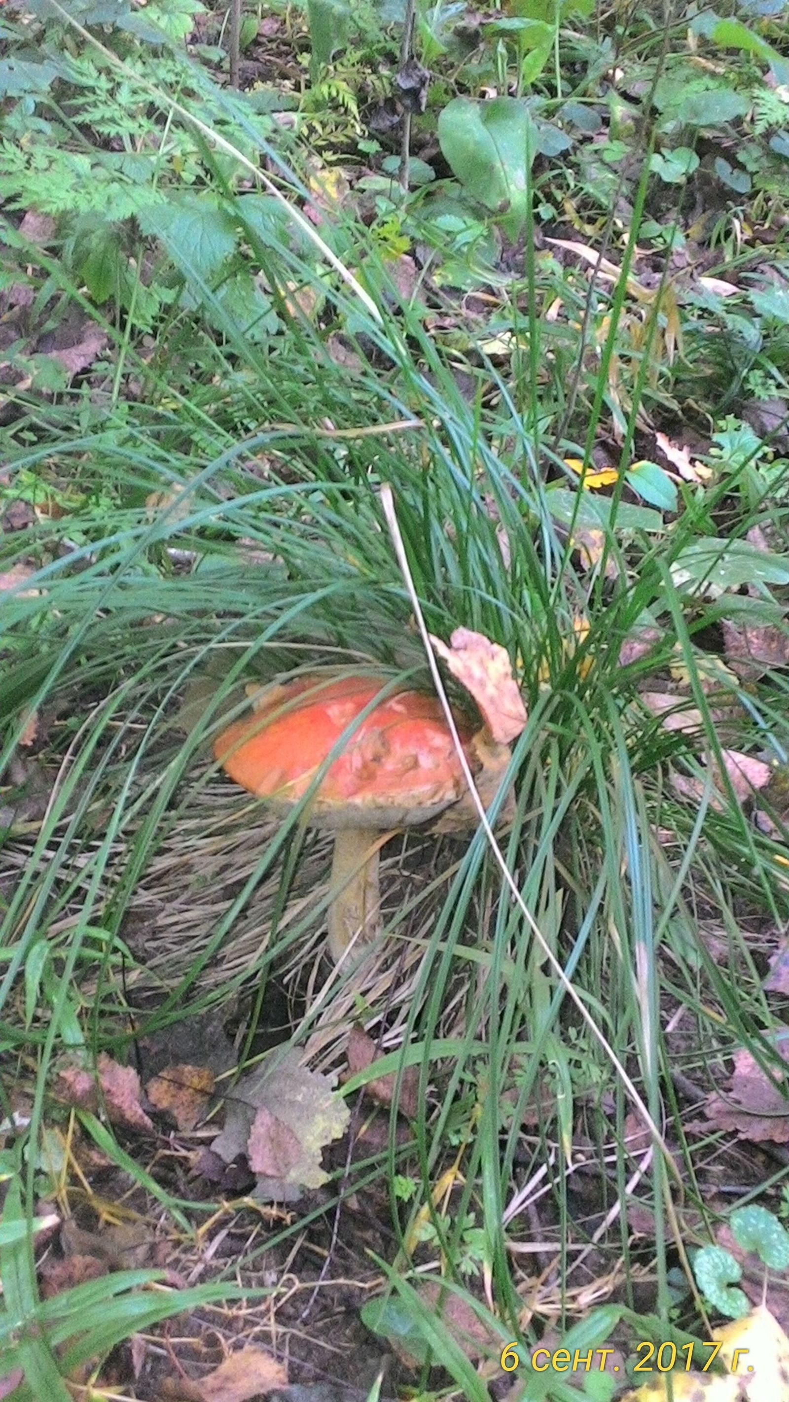 Mushrooms this fall. - My, 2017, Mushrooms, Silent hunt, Longpost