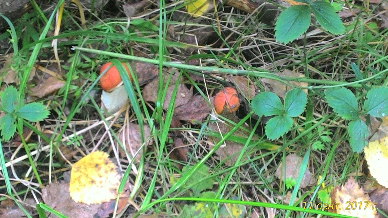 Mushrooms this fall. - My, 2017, Mushrooms, Silent hunt, Longpost