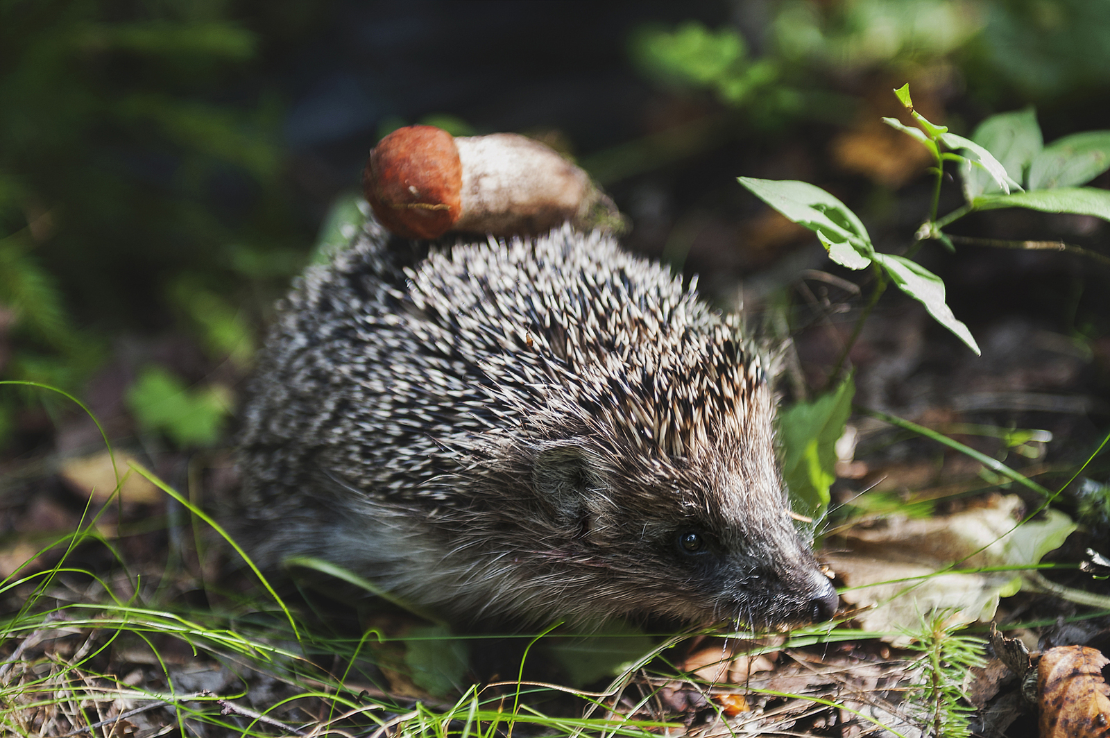 Blanks for the winter - The photo, Hedgehog, Mushrooms, Blanks, Funny