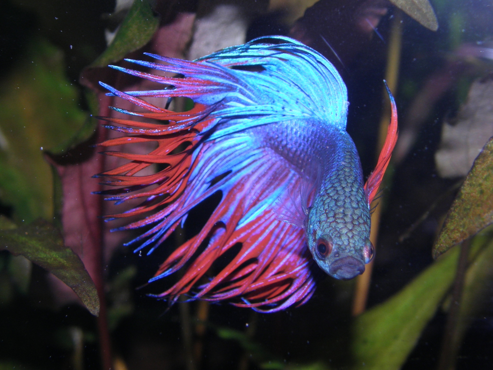 A brief overview of Betta splendens - Aquarium, Cockerel fish, Longpost