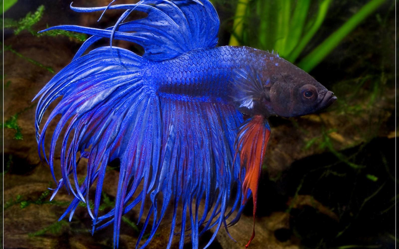 A brief overview of Betta splendens - Aquarium, Cockerel fish, Longpost