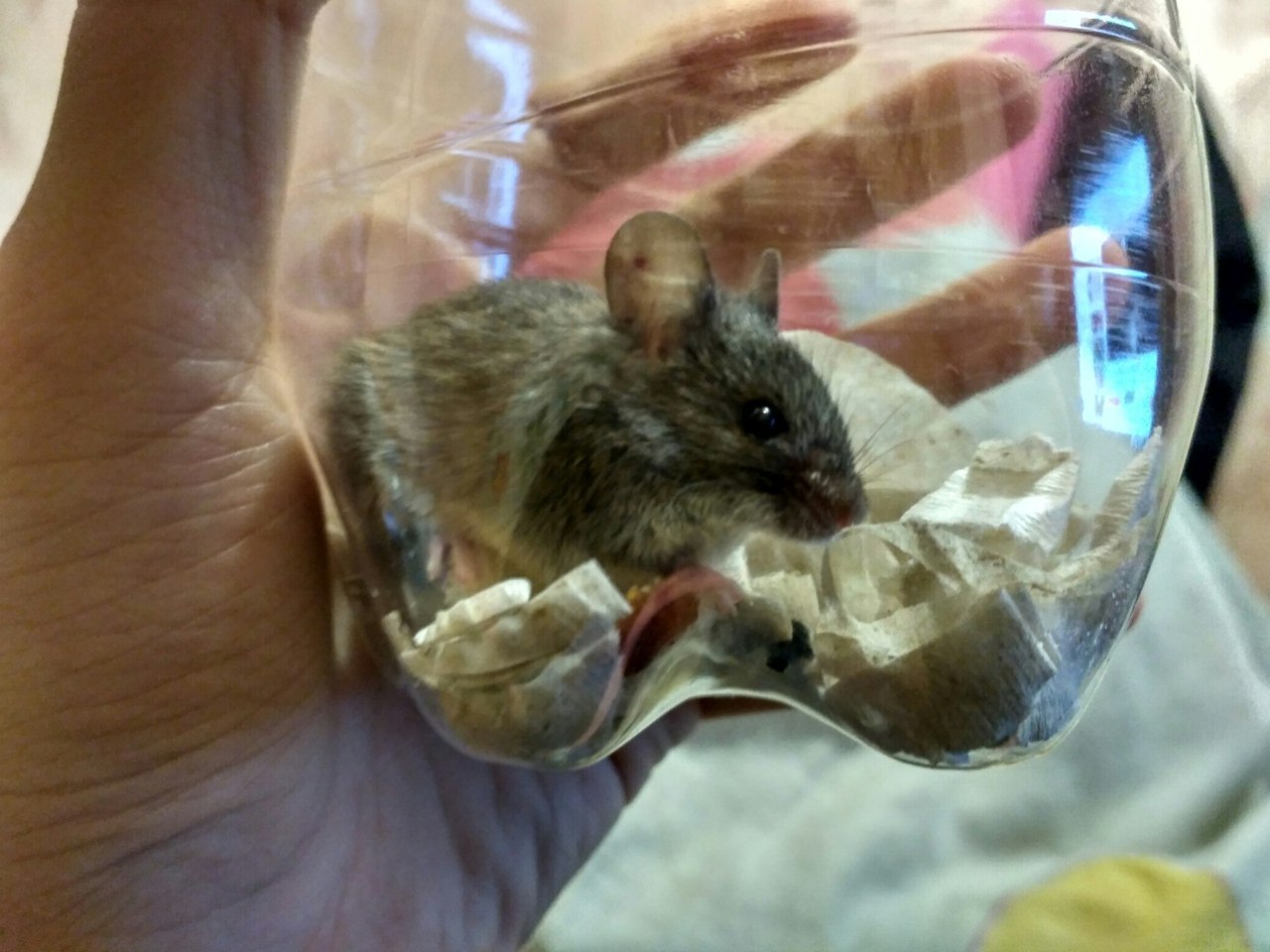 A new friend, or about my compassion - My, Mouse, Water, The rescue, Video, GIF, Longpost