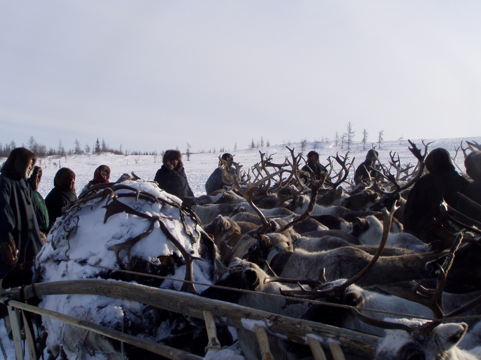 Wedding in the tundra - 4 - My, Wedding, Tundra, Yamal, Longpost