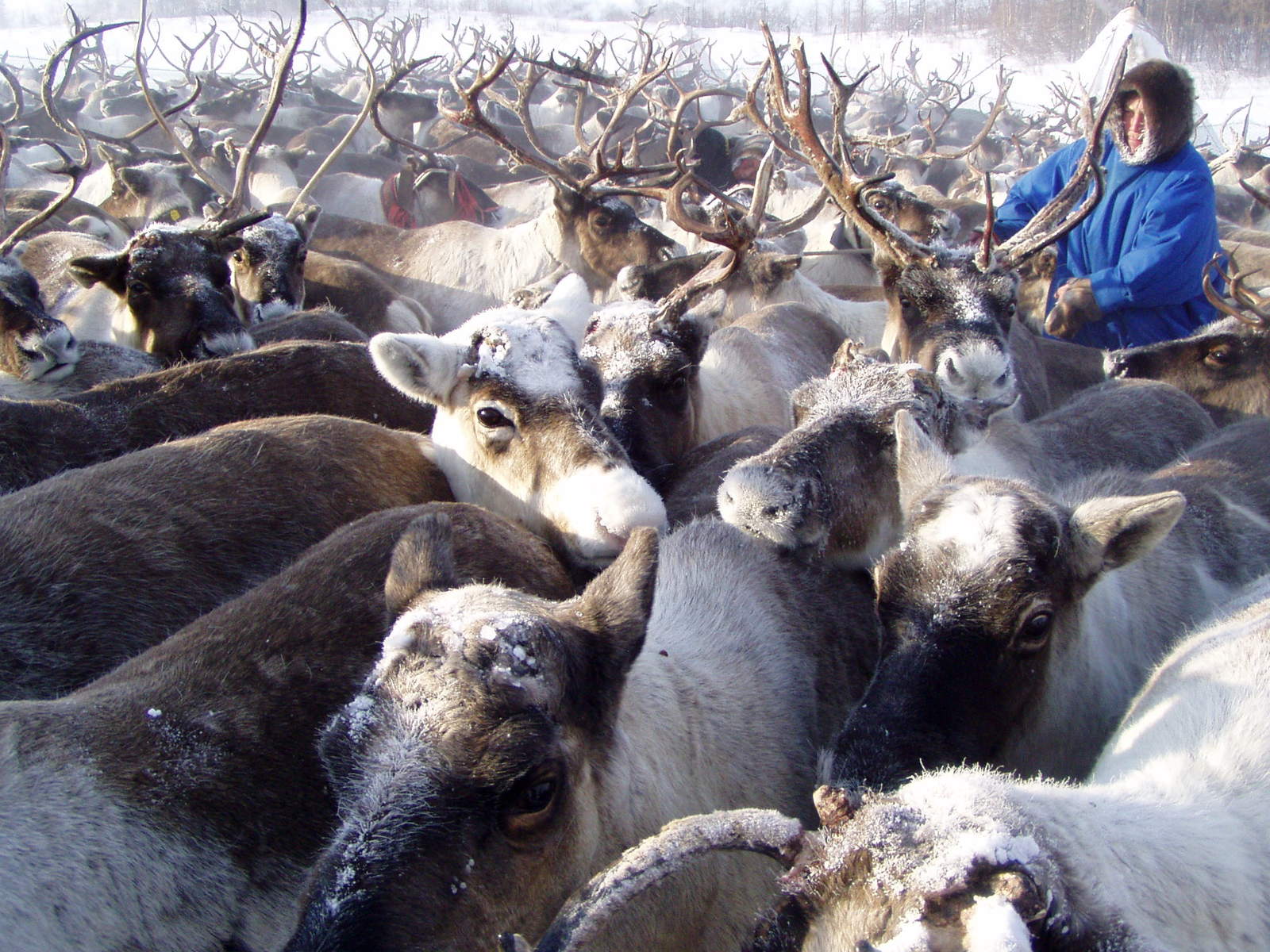 Wedding in the tundra - 4 - My, Wedding, Tundra, Yamal, Longpost