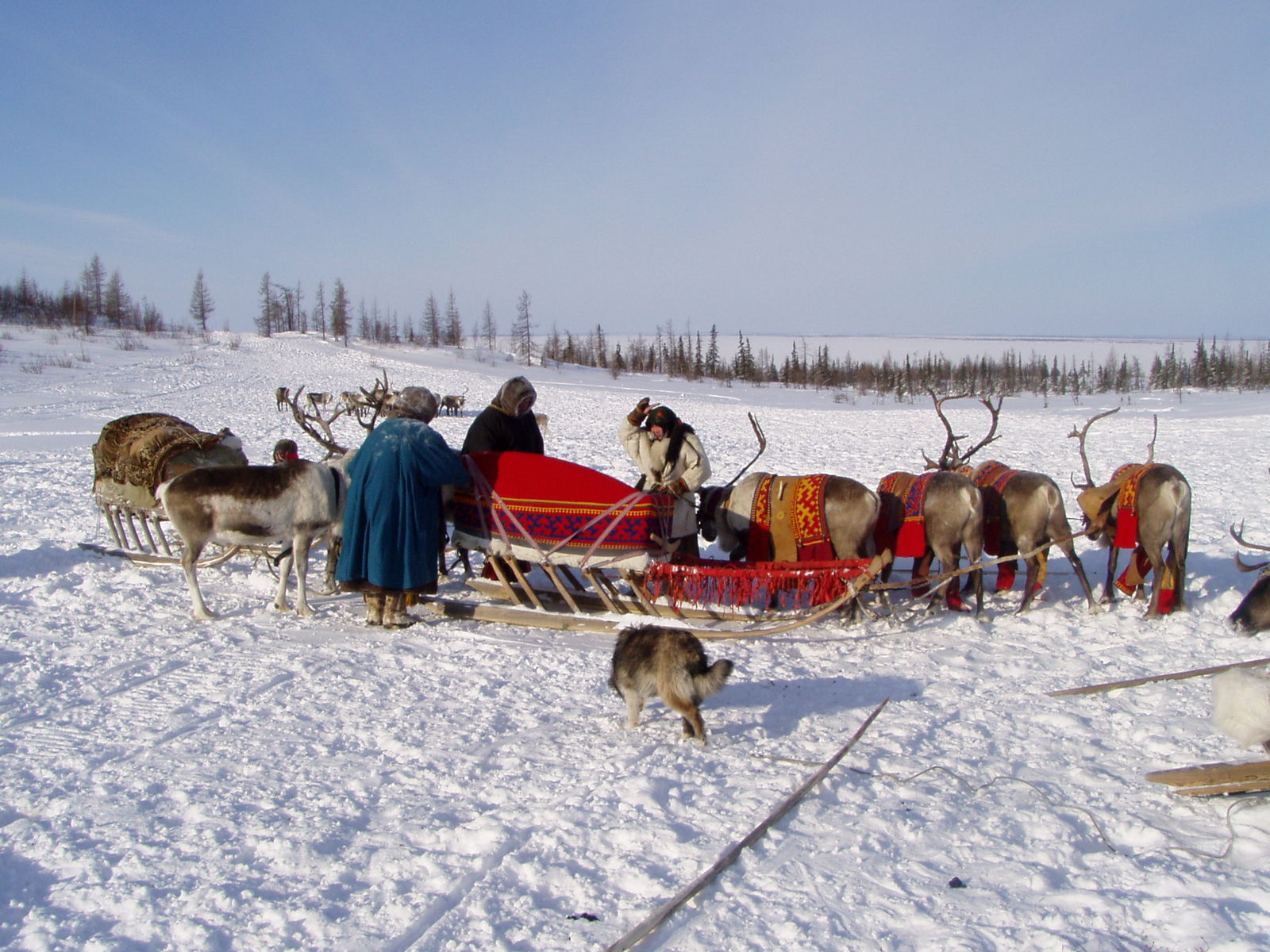 Wedding in the tundra - 4 - My, Wedding, Tundra, Yamal, Longpost