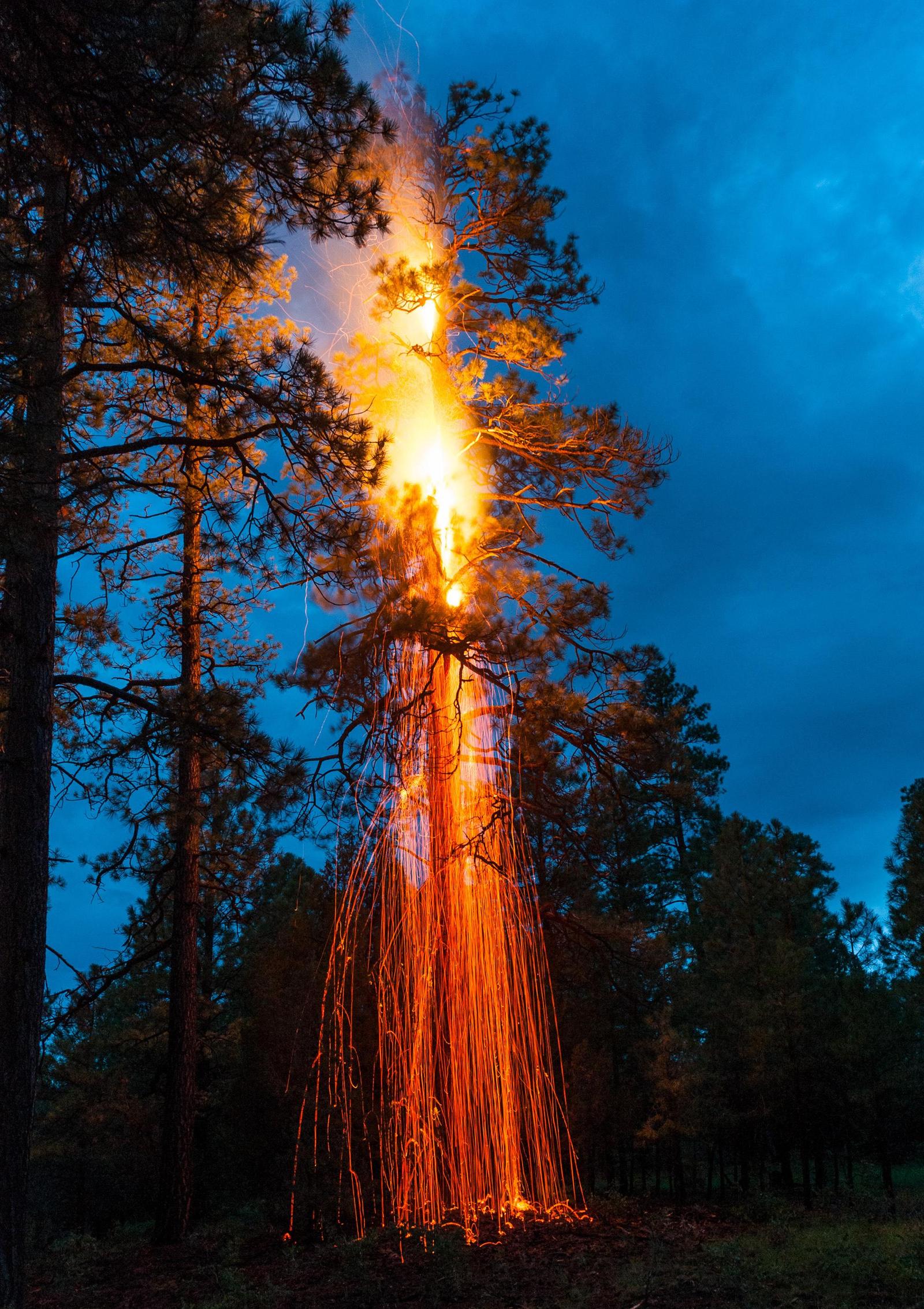 This tree was struck by lightning - Reddit, Tree, Lightning, USA