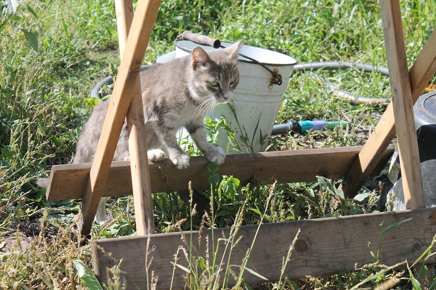 Мой личный Котоленд 92 - Моё, Кот, Приют, Помощь, Доброта, Липецк, Котоленд, Длиннопост, Приют Котоленд