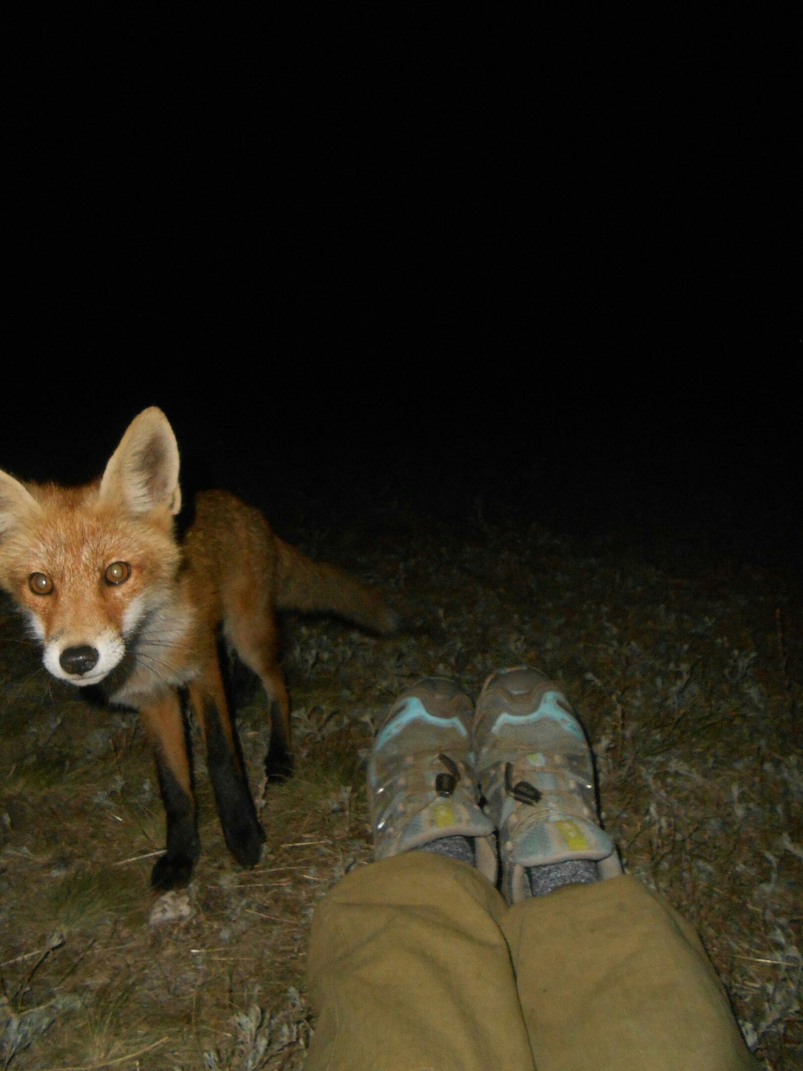 Red explorer - Fox, Milota, Medveditskaya ridge, Post #7056588, Longpost, Fox cubs