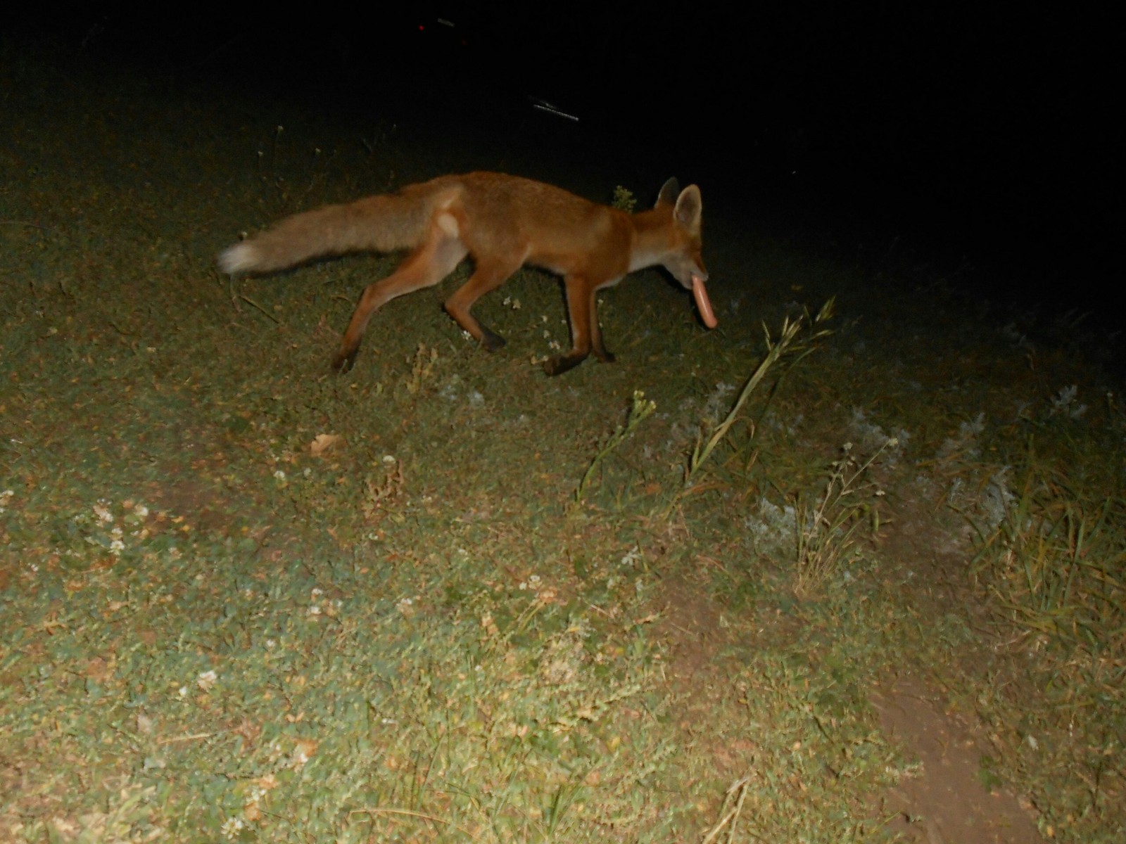 Red explorer - Fox, Milota, Medveditskaya ridge, Post #7056588, Longpost, Fox cubs