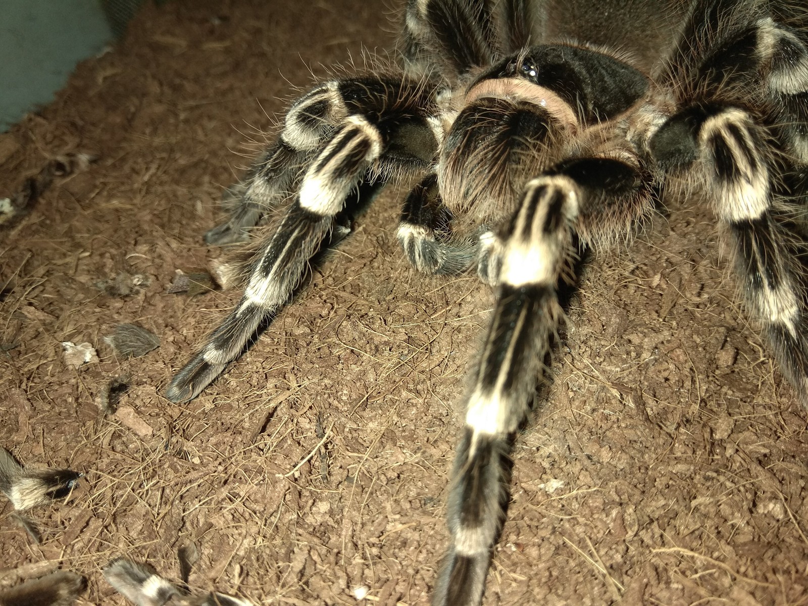 My pet - My, Bird spiders, Pet, Arachnida, Longpost, Pets