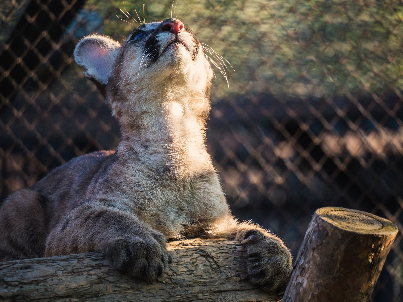 In the zoo where I work, cougars were born and grew up. - Puma, Roev Creek, Krasnoyarsk, Animals, Longpost