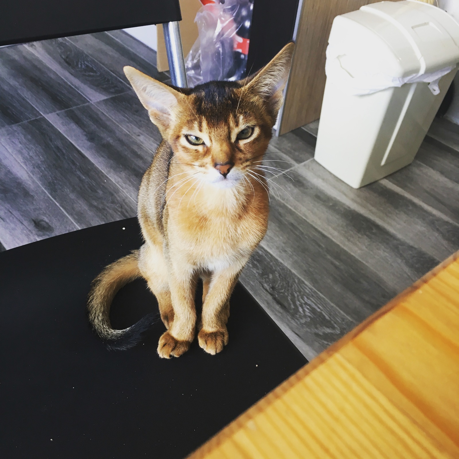 Are you eating? - My, cat, Abyssinian cat