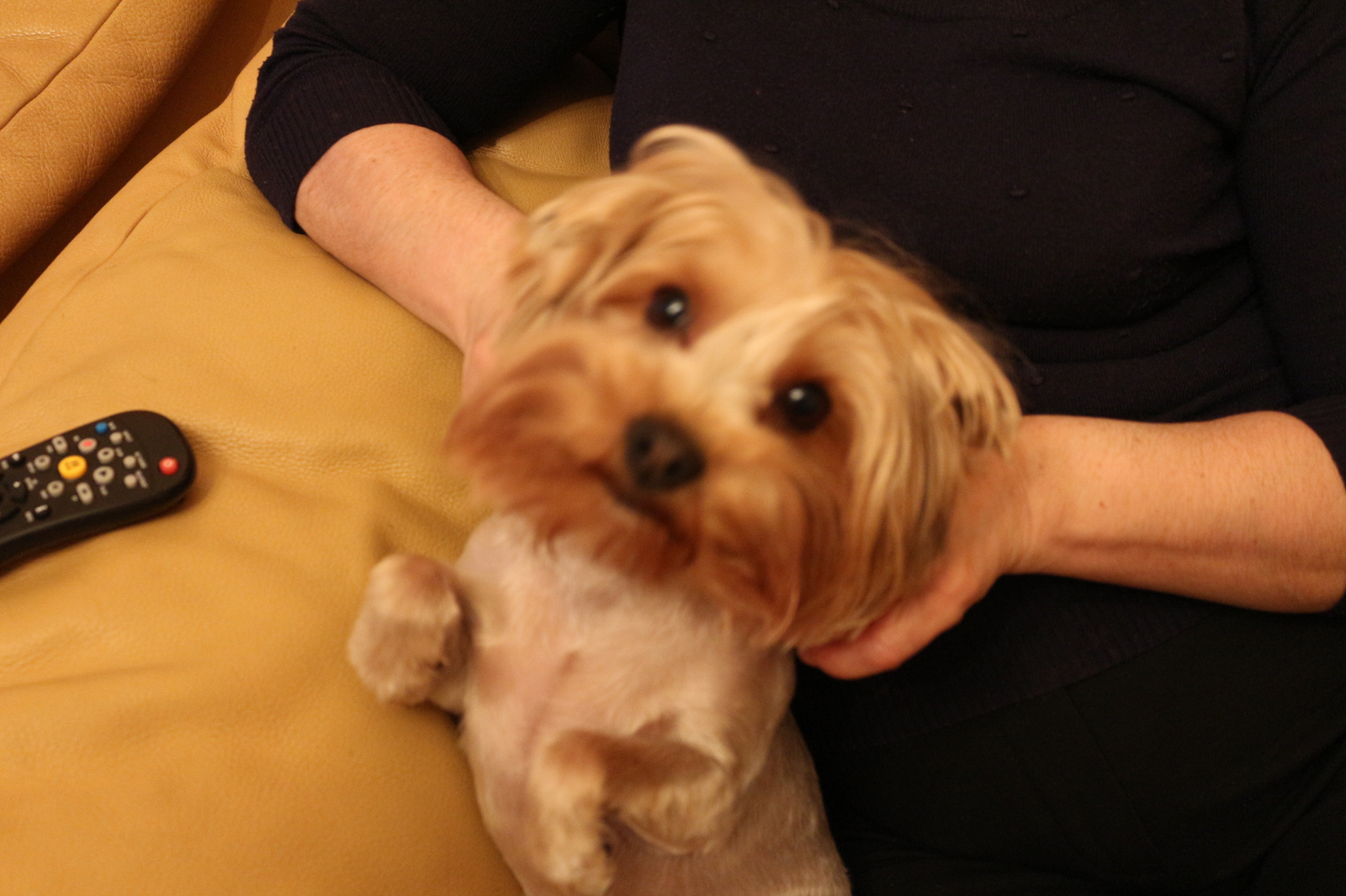 Moscow region, Shcherbinki, Butovo park 2 - My, The dog is missing, Help, Lost, Longpost, Yorkshire Terrier, Dog