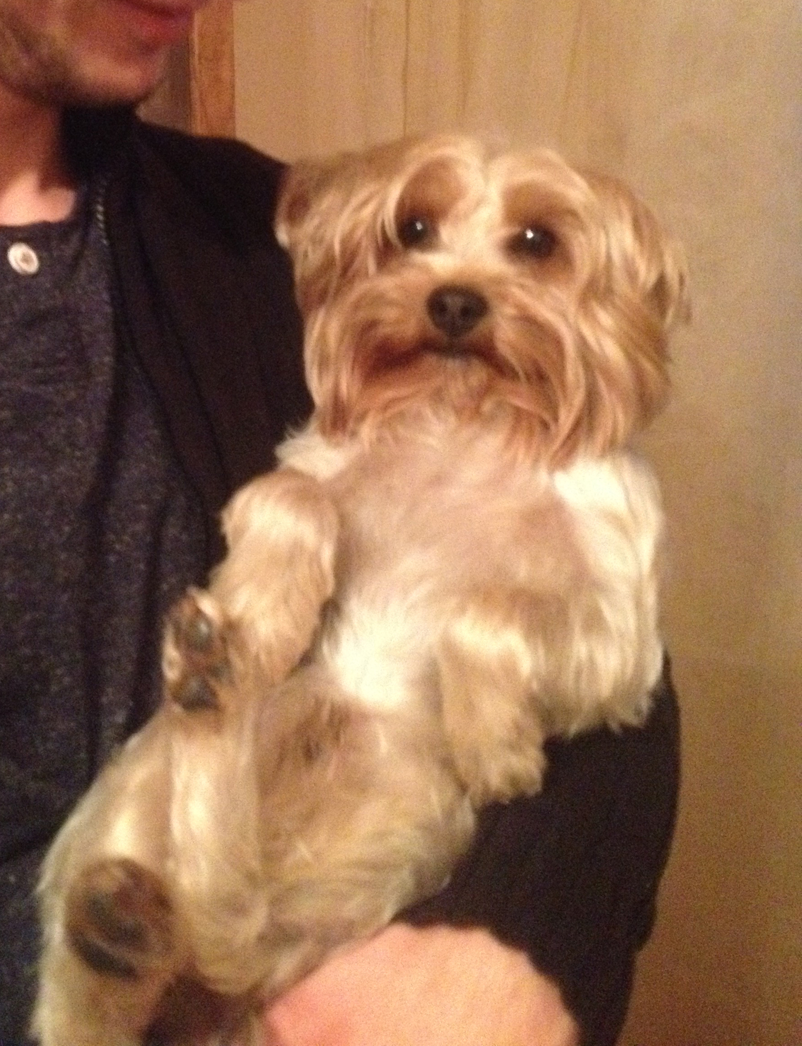 Moscow region, Shcherbinki, Butovo park 2 - My, The dog is missing, Help, Lost, Longpost, Yorkshire Terrier, Dog