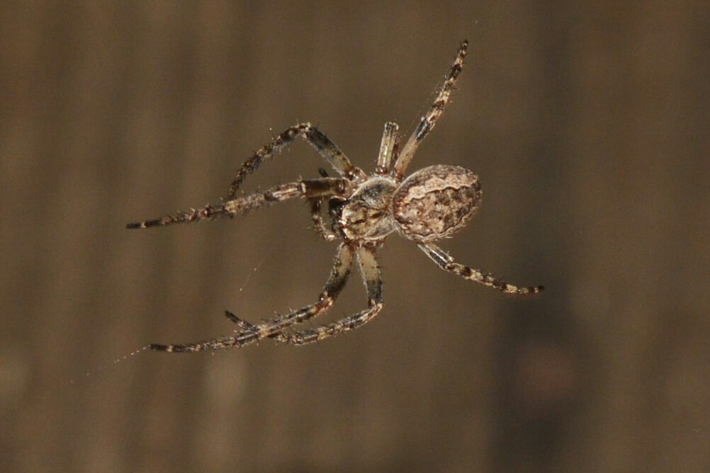 grace of the arachnid - My, Spider, Gracefulness, Longpost