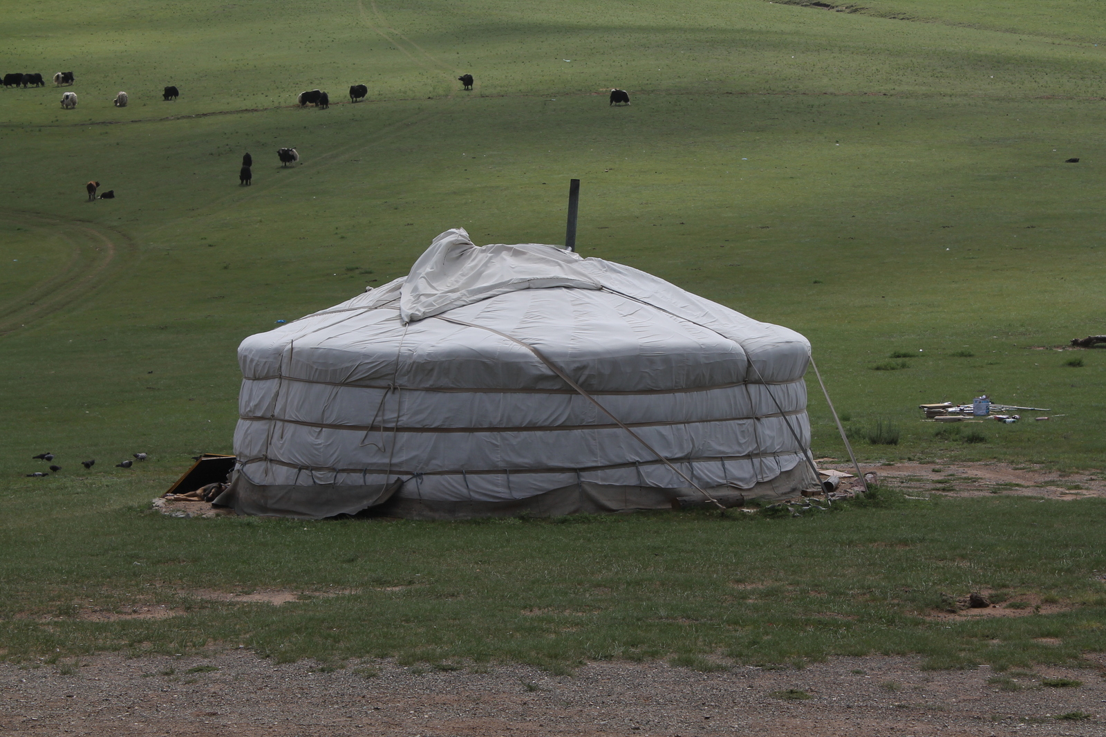 Memories of Mongolia - My, Mongolia, Vacation, Yurt, , Longpost, Steppe